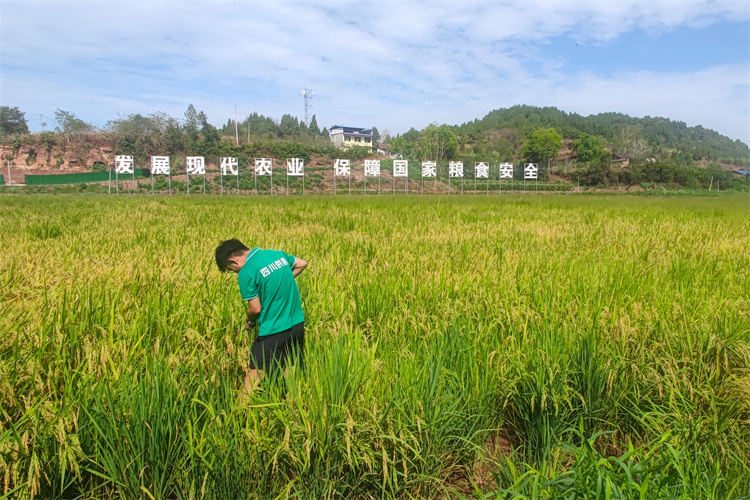 防疫秋收兩手抓 力保顆粒盡歸倉(cāng) 四川供銷糧油有限公司多措并舉做好秋收準(zhǔn)備工作